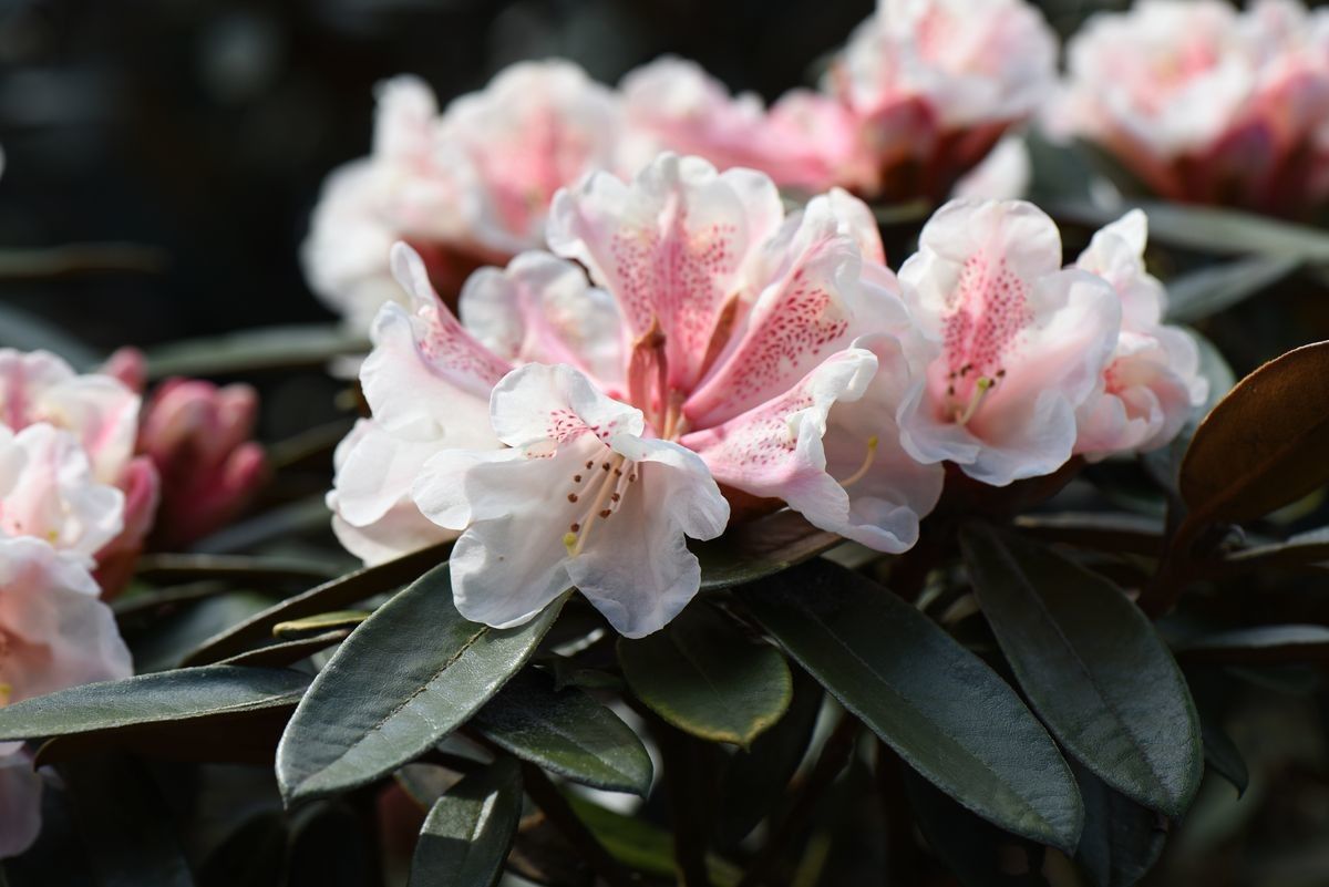 Rhododendron poluninii — houseplant care guide