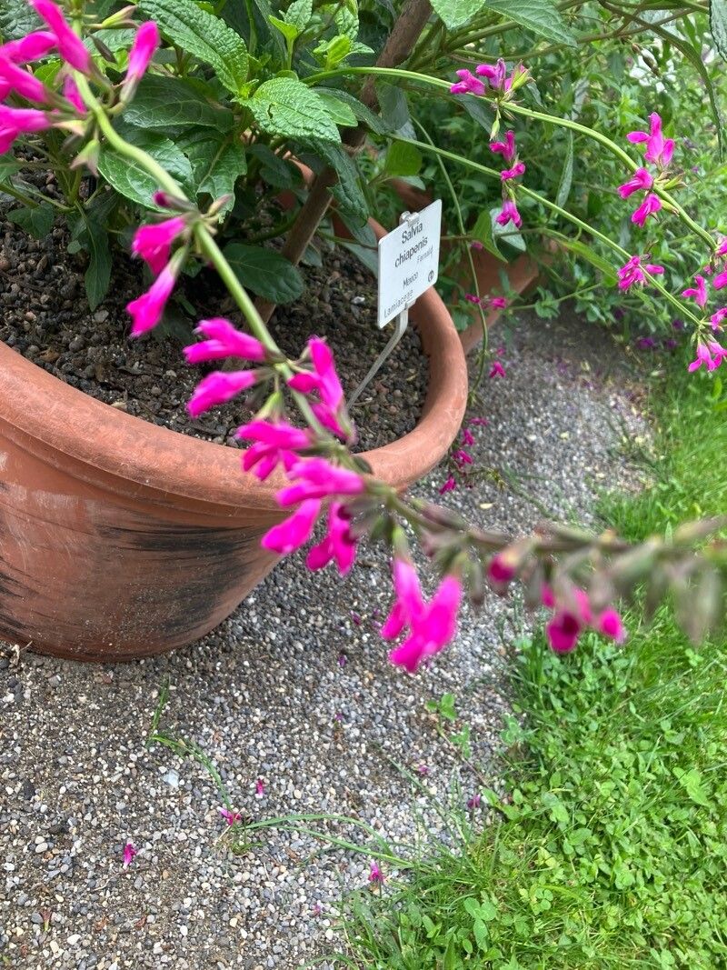Salvia chiapensis flower