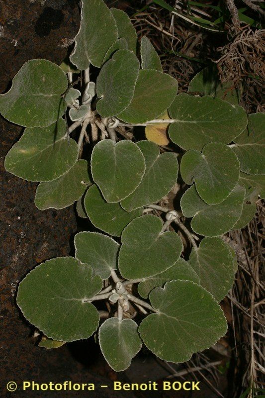 Sideritis nervosa other