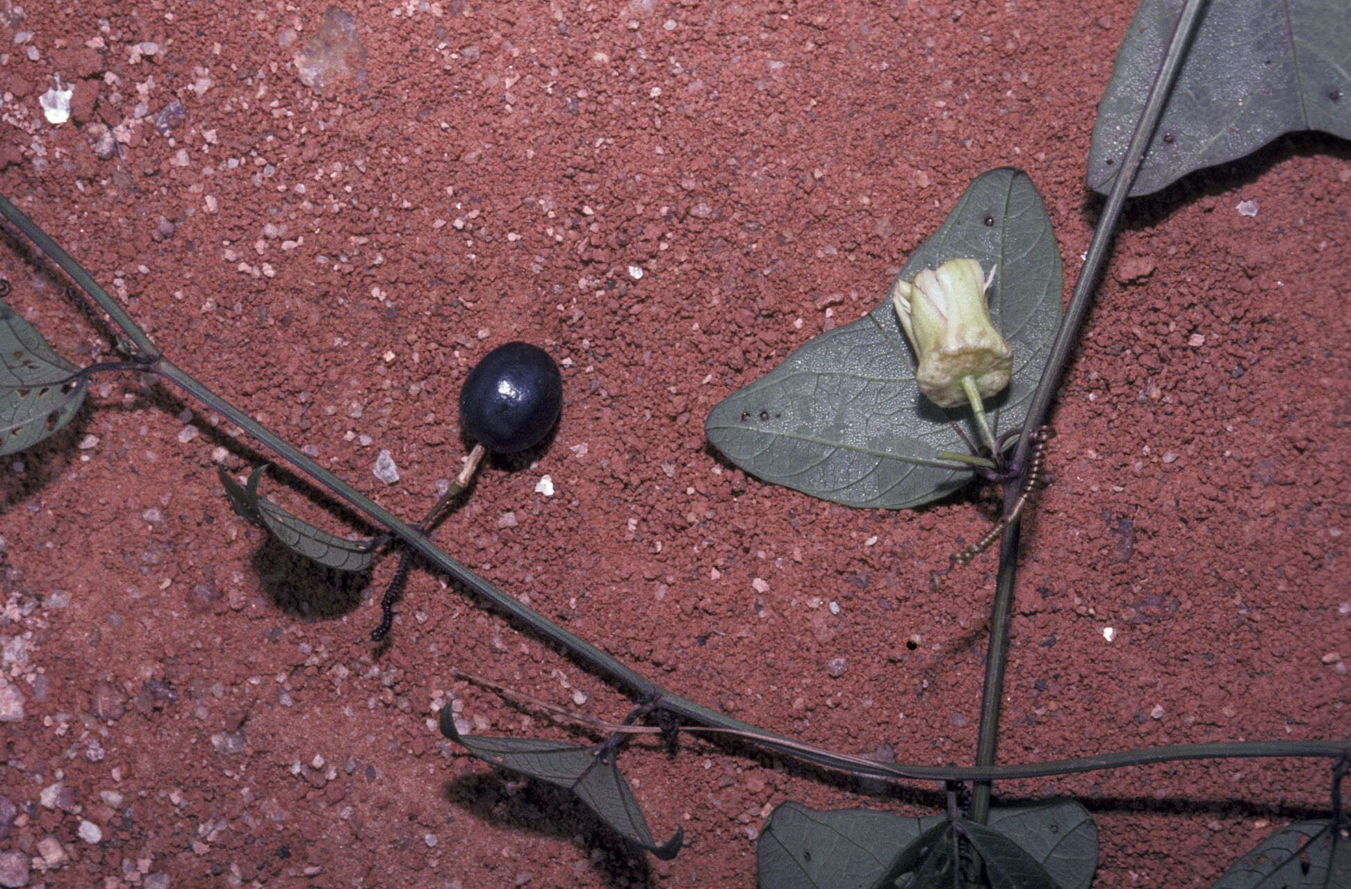 Passiflora vespertilio fruit