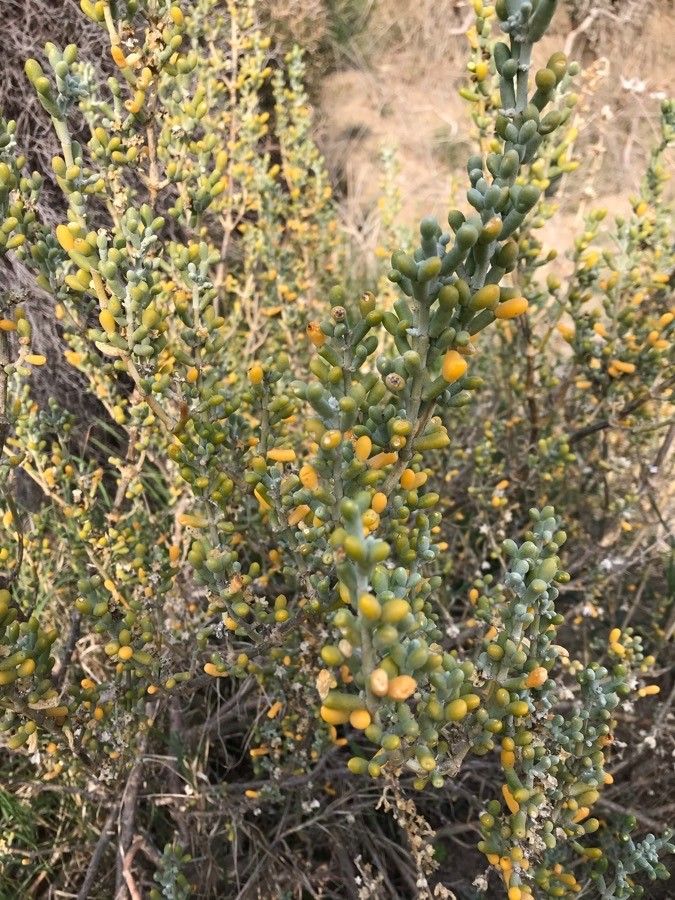 Zygophyllum fontanesii flower