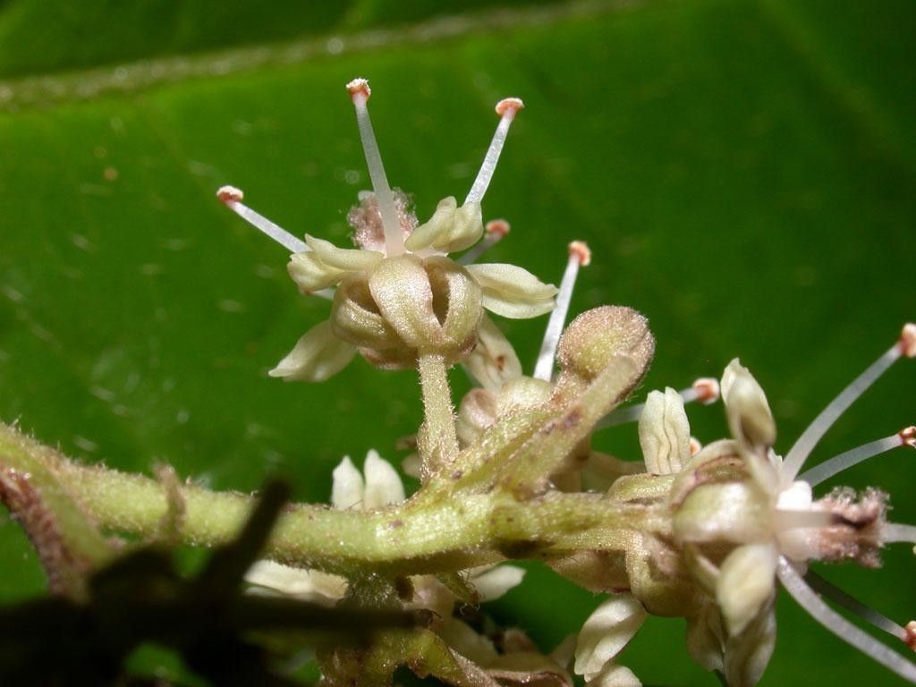 Dichapetalum grayumii flower