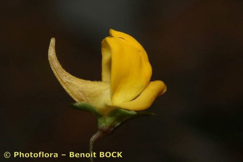 Kickxia urbanii flower