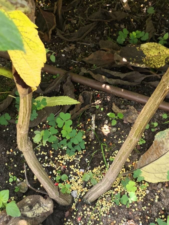Salvia confertiflora bark