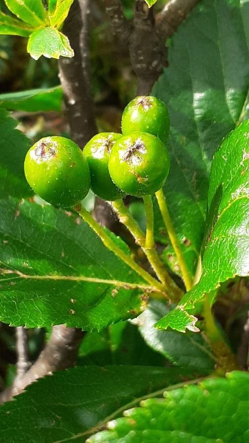 Sorbus chamaemespilus fruit