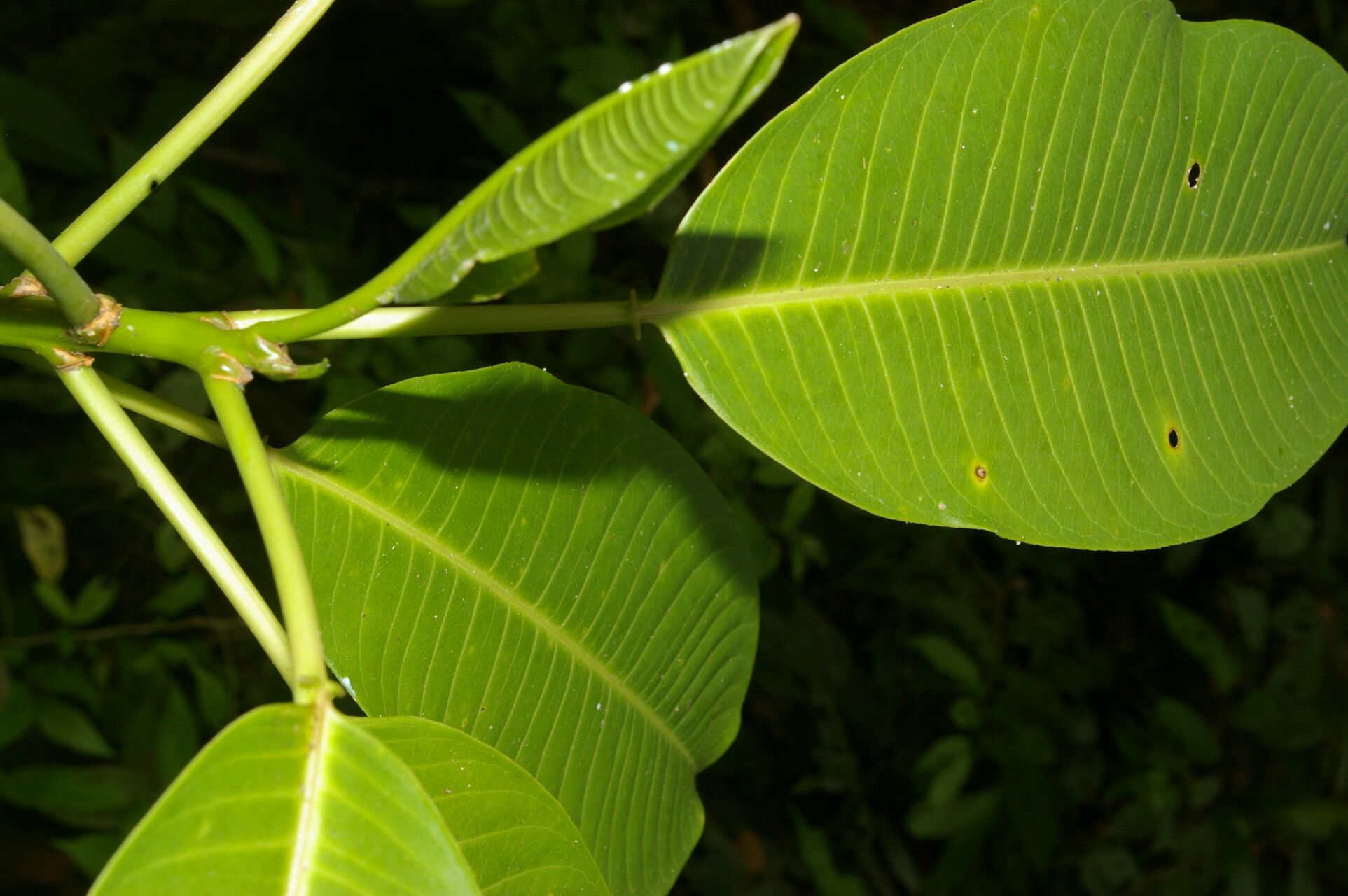 Sapium allenii — related species from the same genus