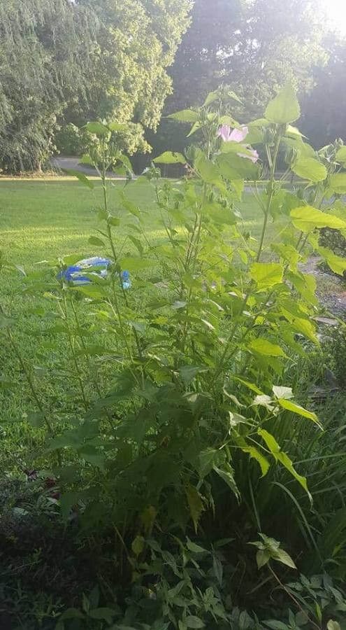 Hibiscus laevis leaf