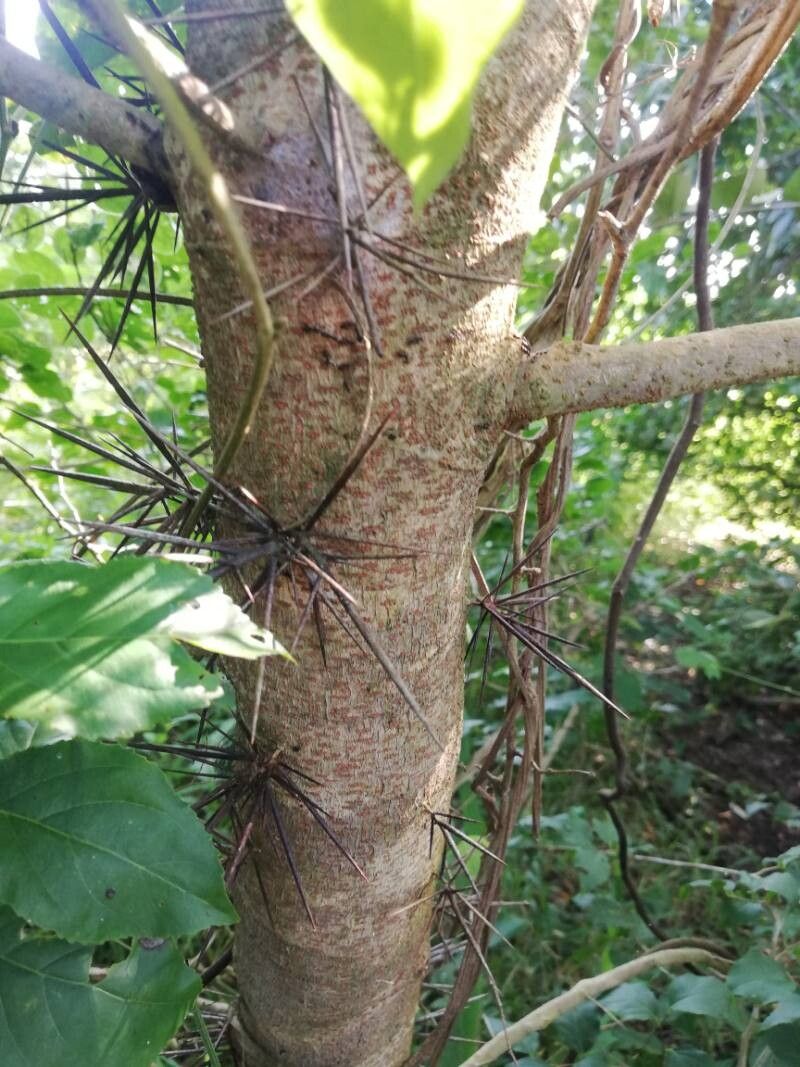 Gleditsia caspica bark