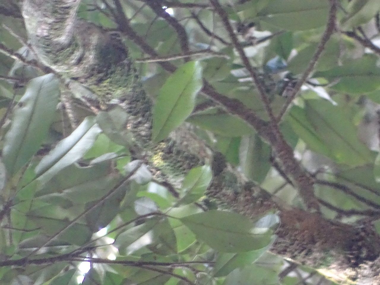Manilkara discolor leaf