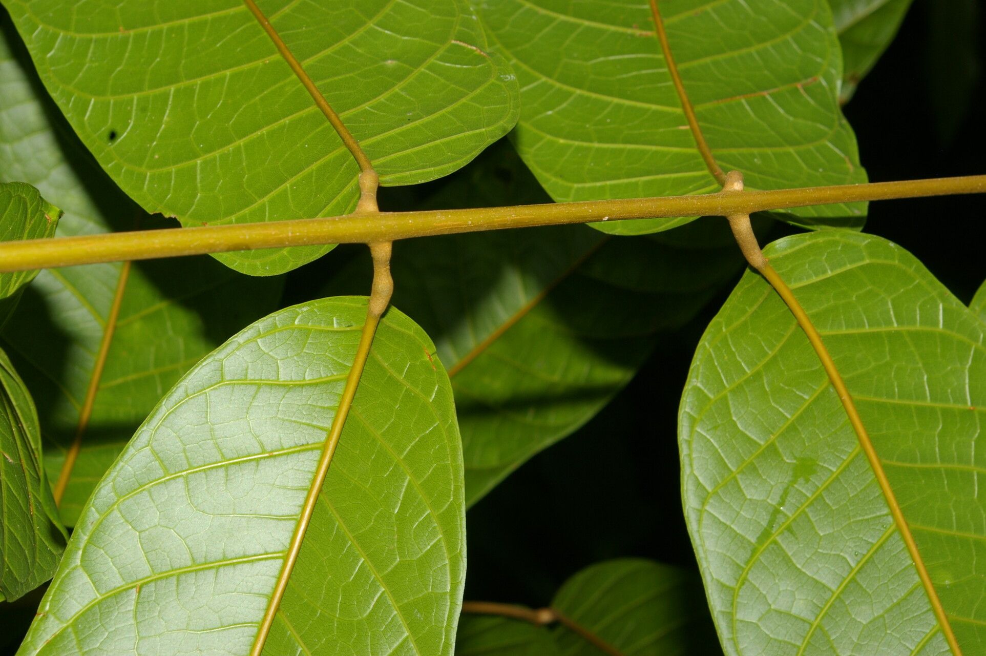 Protium pecuniosum leaf