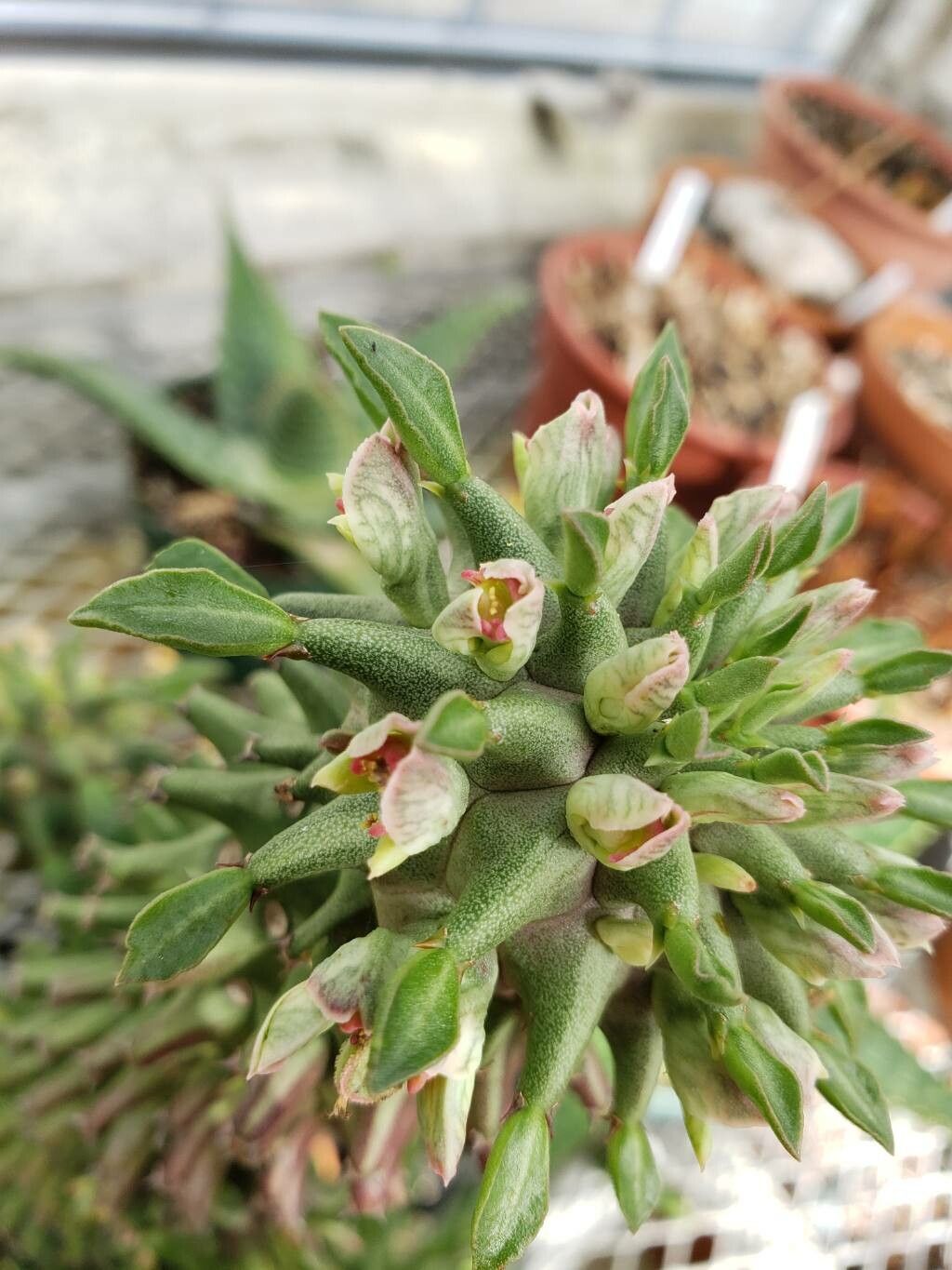 Euphorbia schubei flower