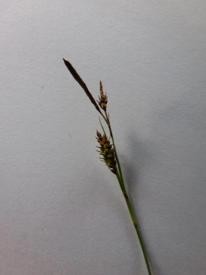 Carex hostiana fruit