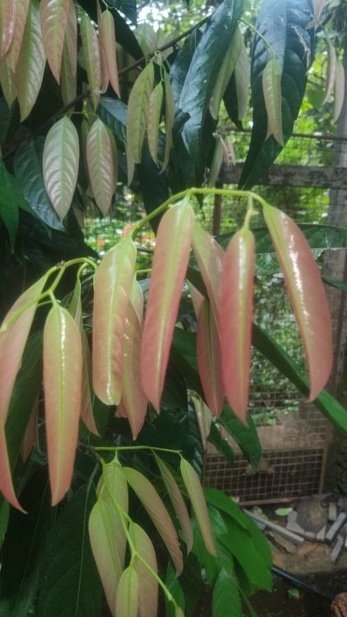 Stelechocarpus burahol — houseplant care guide