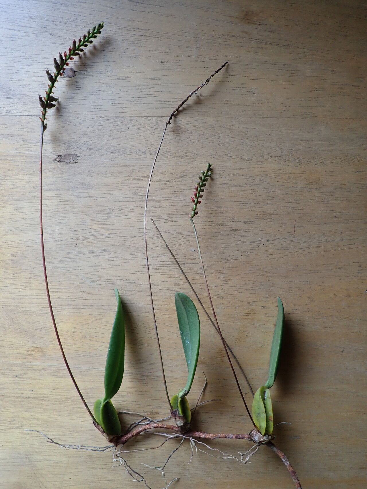 Bulbophyllum encephalodes habit