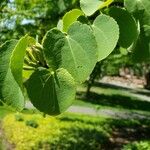 Cercidiphyllum japonicum