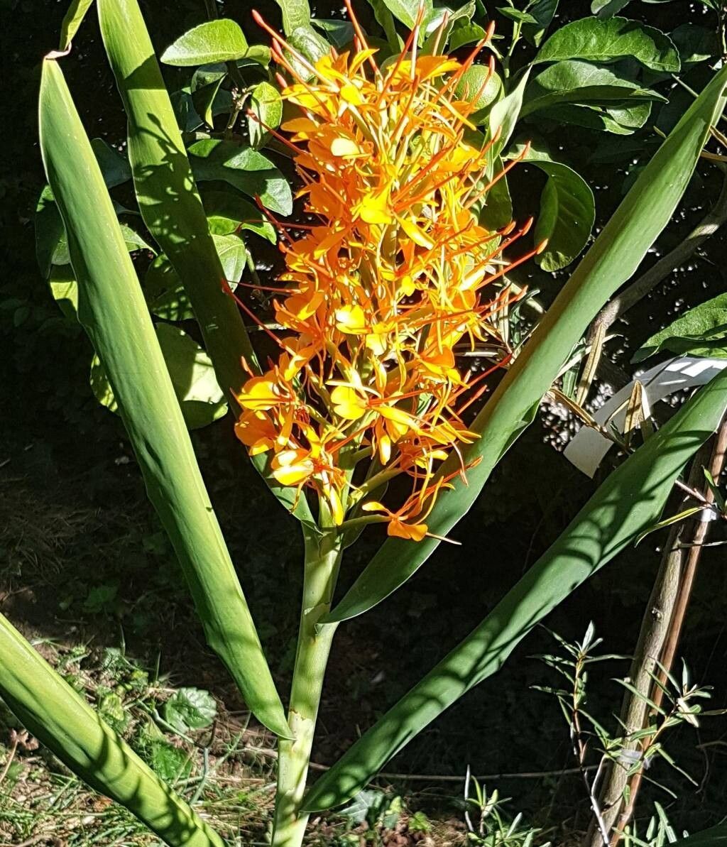 Hedychium × moorei — search result for 'Hedychium'