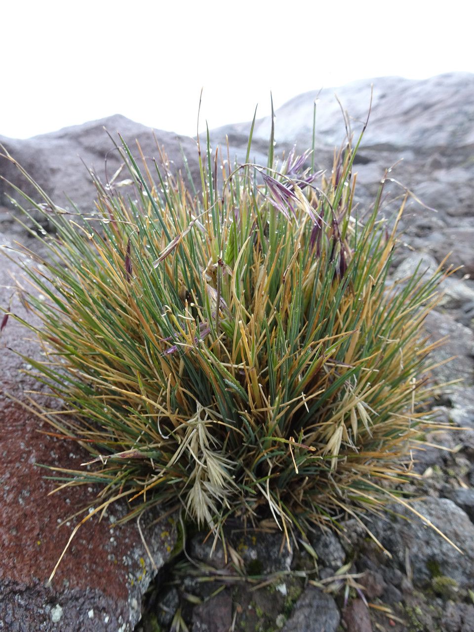 Festuca livida leaf