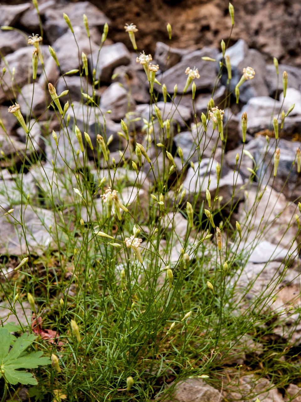 Silene waldsteinii — houseplant care guide