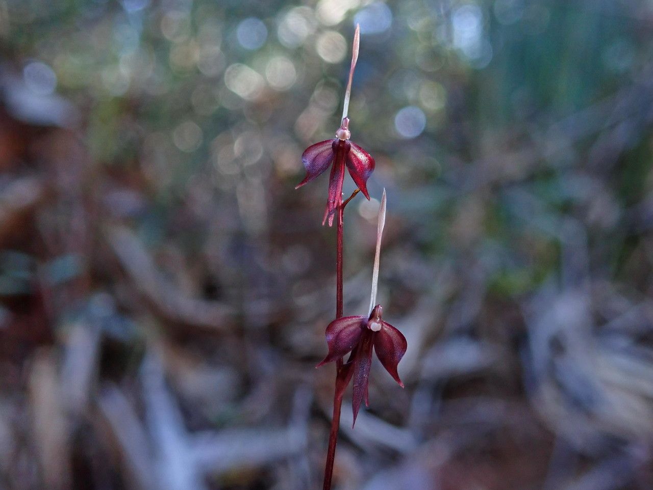 Acianthus tenuilabris flower