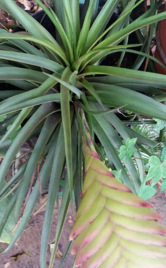 Tillandsia lindenii — search result for 'Peru'