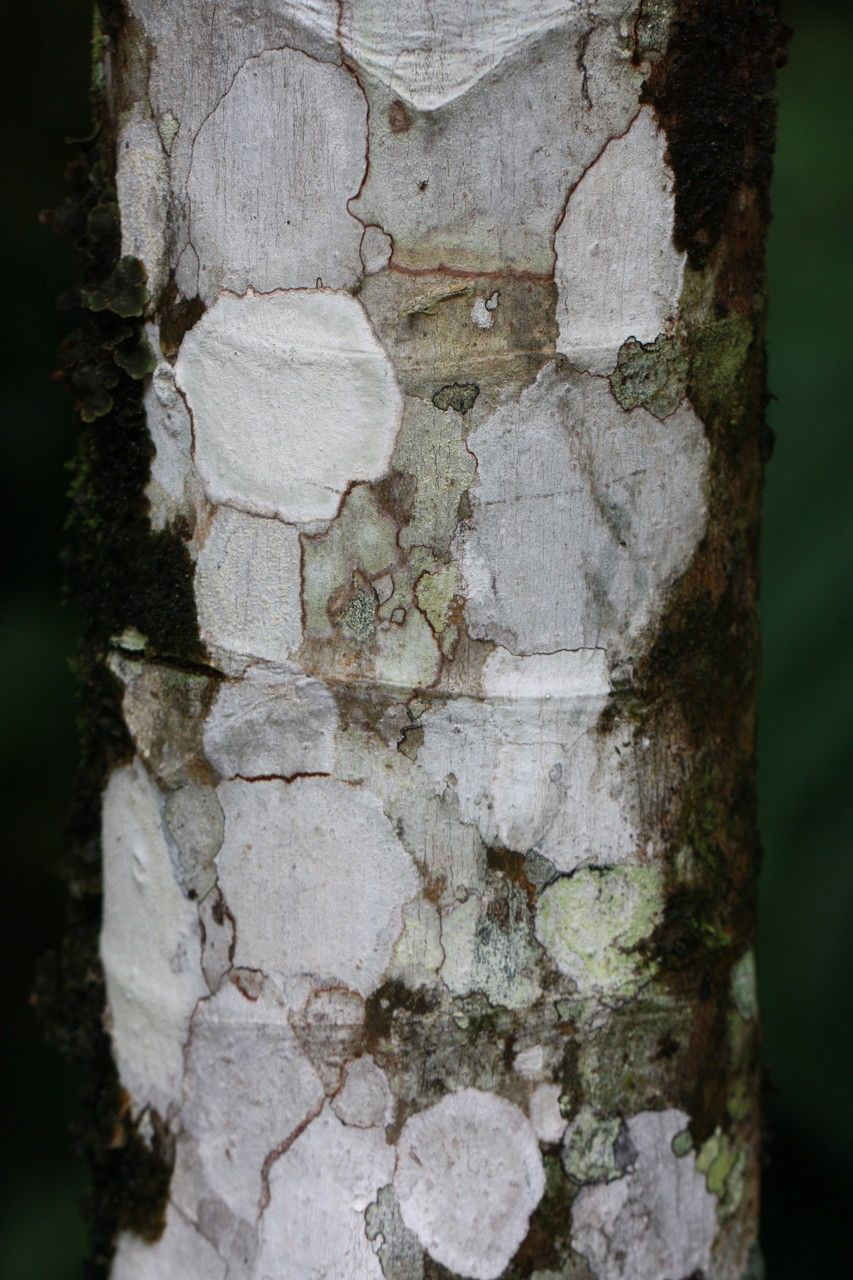 Cecropia obtusifolia bark