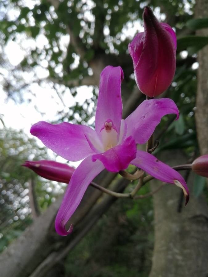 Laelia autumnalis flower