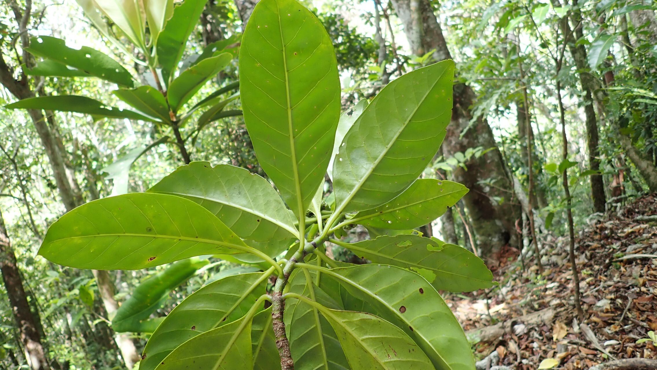 Gynochthodes billardierei — related species from the same genus