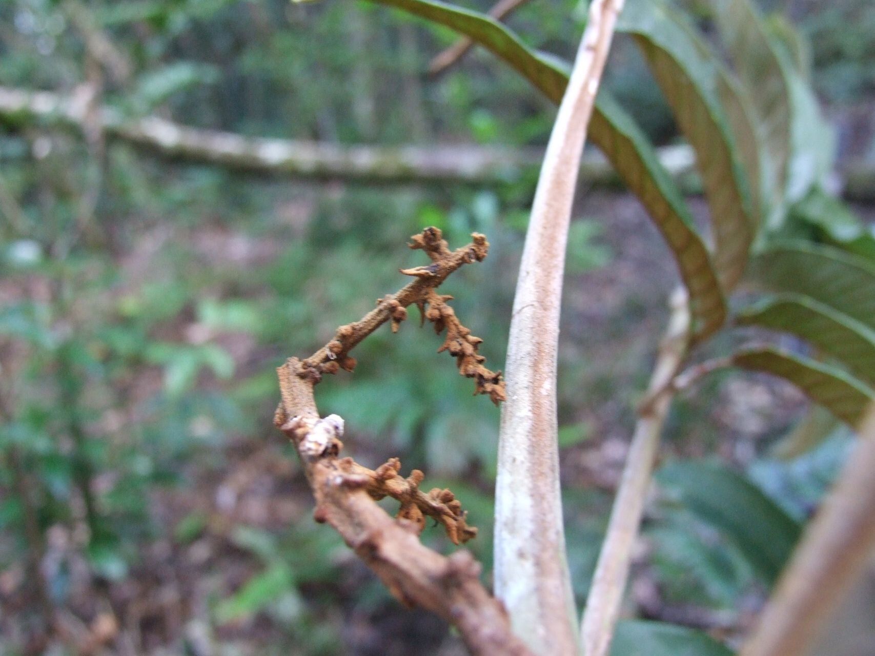 Podonephelium pachycaule fruit
