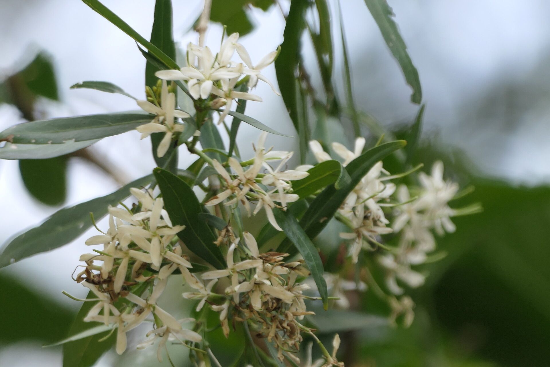 Pavetta lanceolata habit
