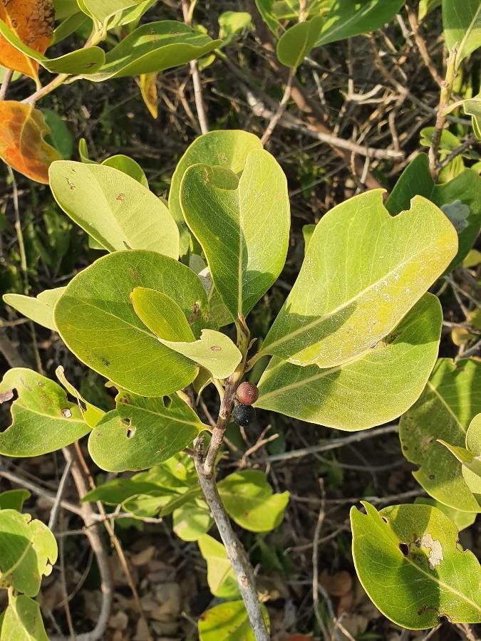Avicennia marina fruit