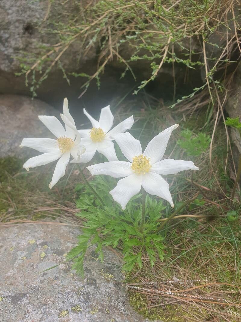 Anemone scherfelii flower