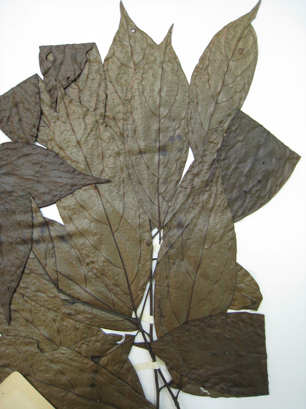 Cordia panicularis — houseplant care guide