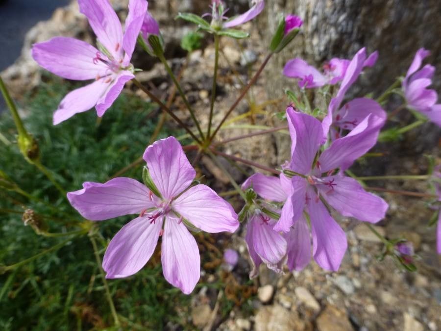 Erodium rodiei — search result for 'Erodium'