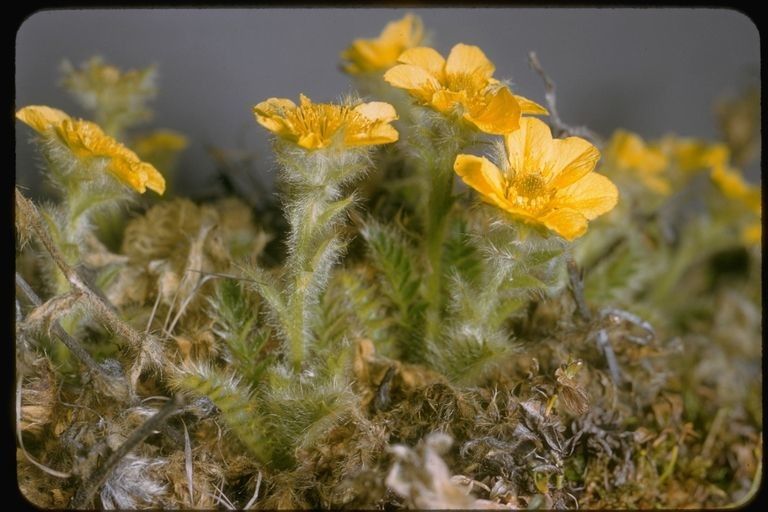 Geum glaciale — search result for 'Geum'
