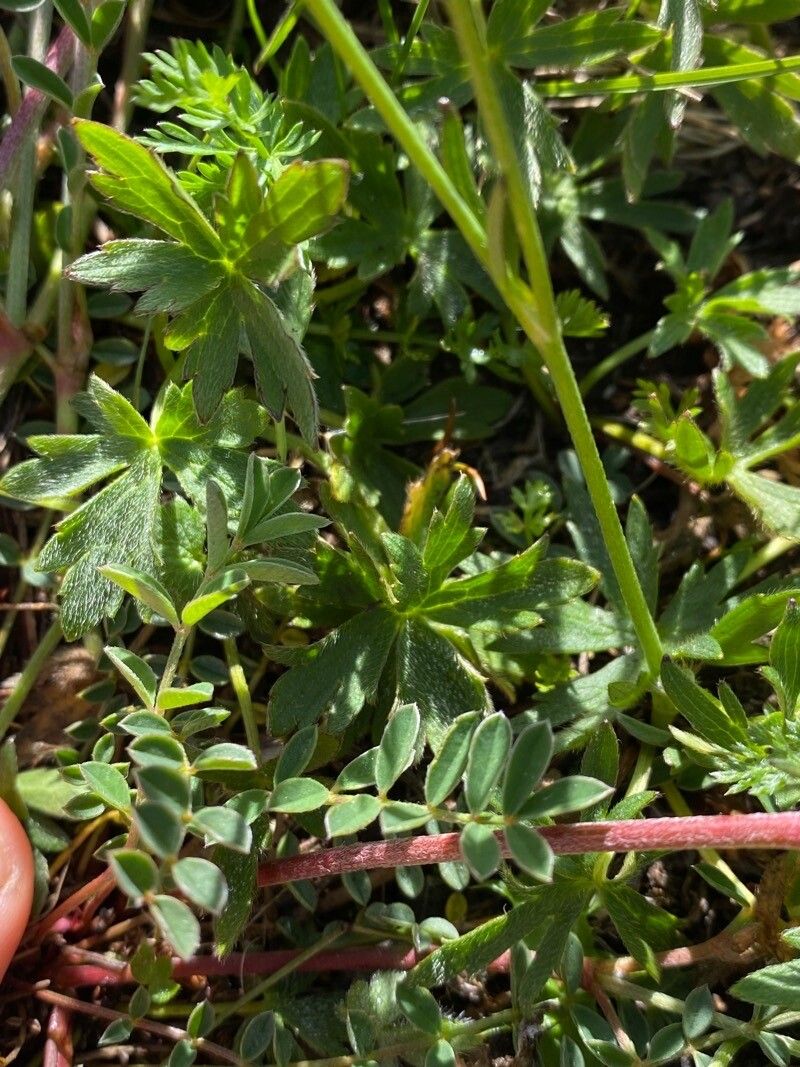 Onobrychis montana — search result for 'Onobrychis'