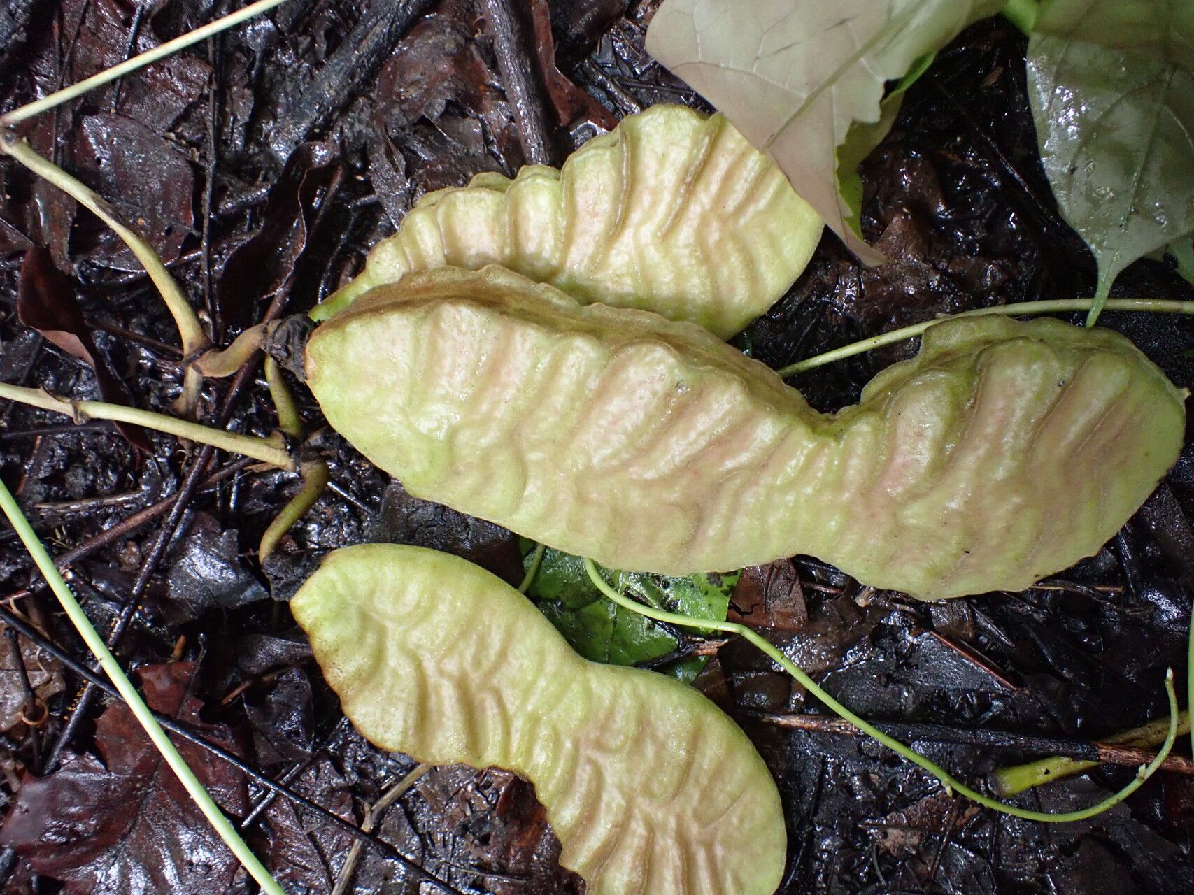 Mucuna flagellipes fruit