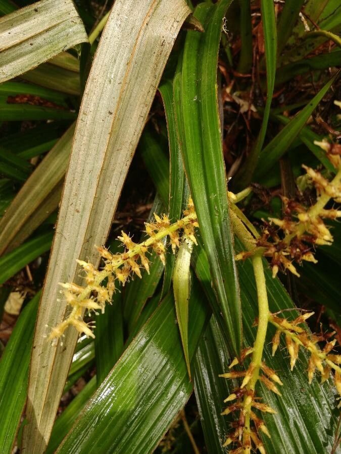 Astelia hemichrysa flower