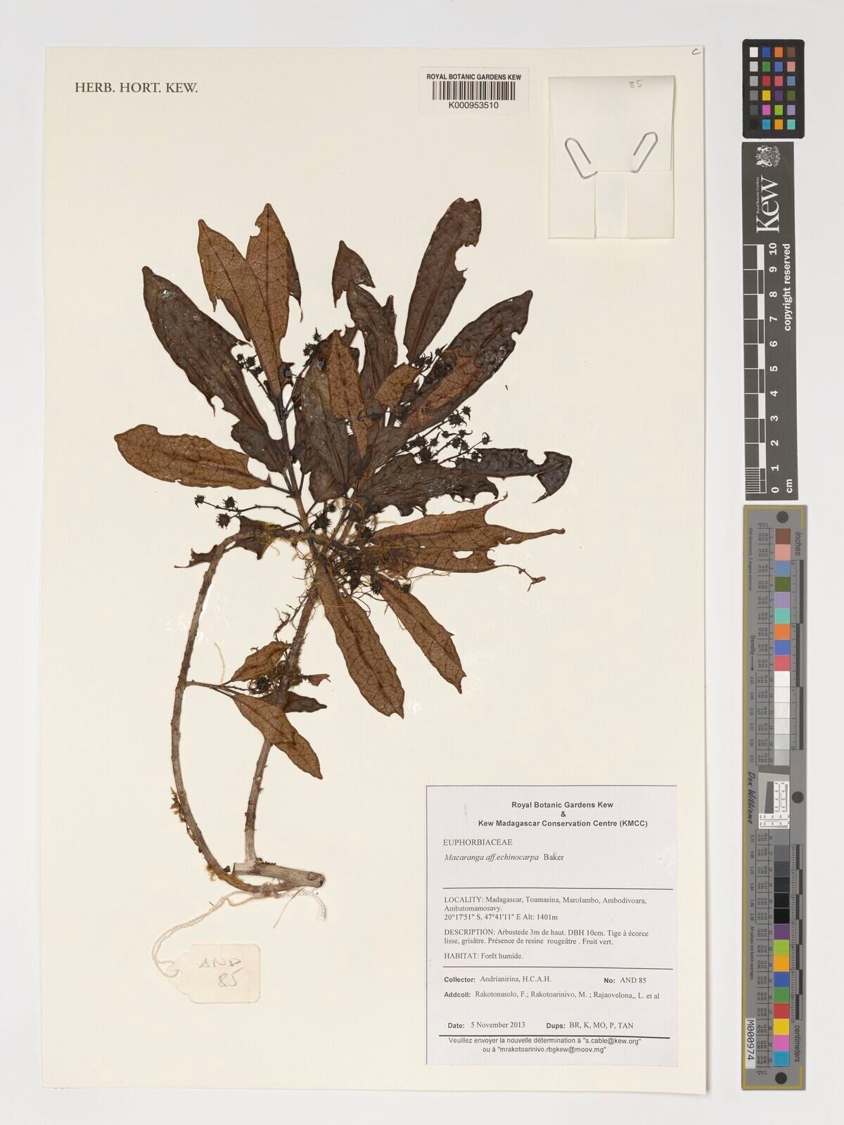 Macaranga echinocarpa — houseplant care guide