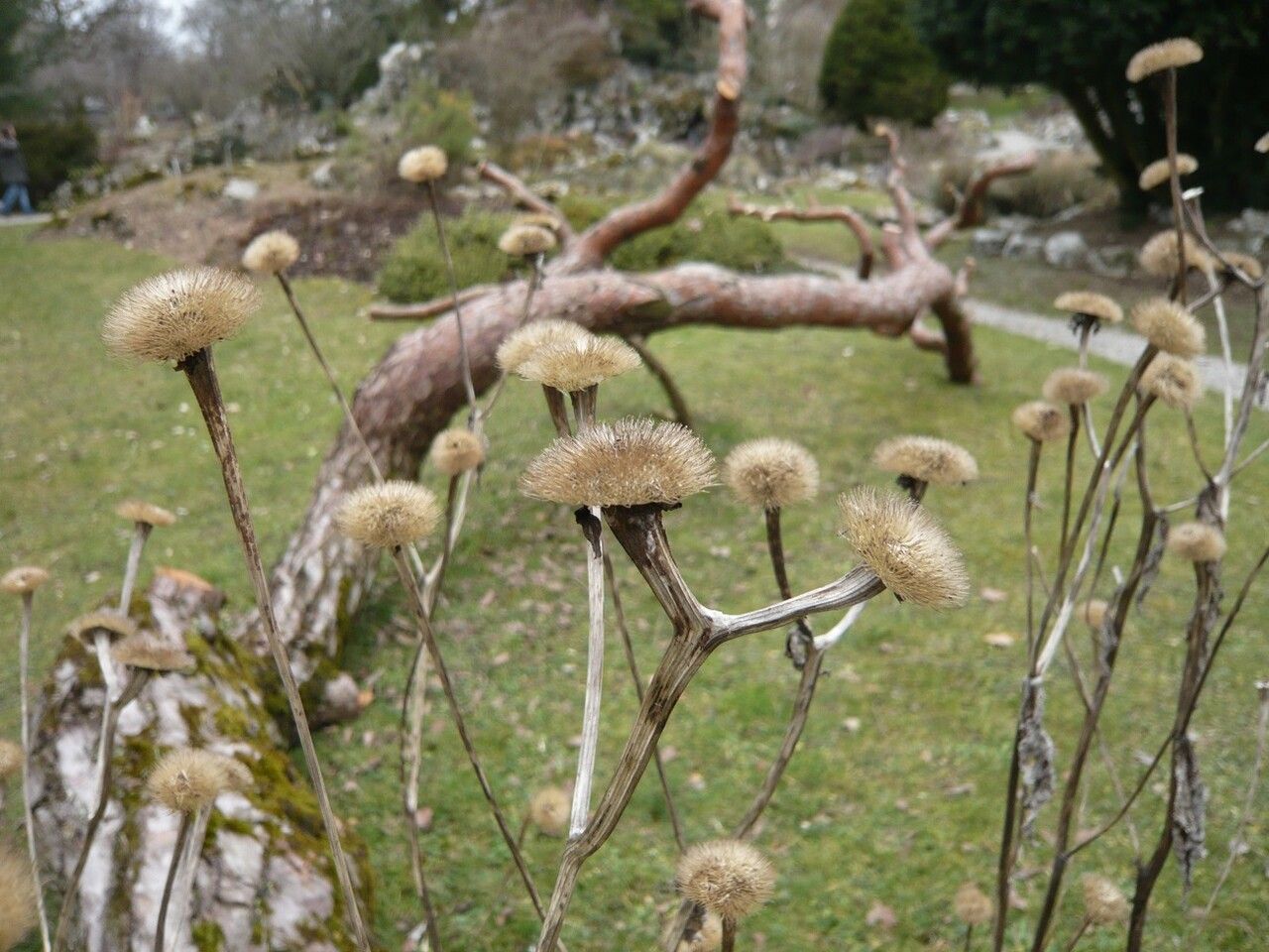 Telekia speciosa fruit