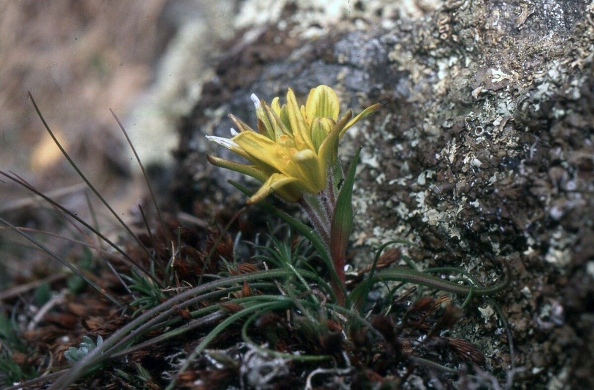 Gagea granatellii habit
