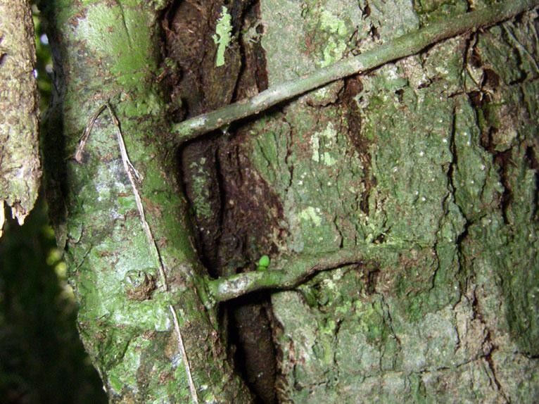 Asplundia ferruginea bark