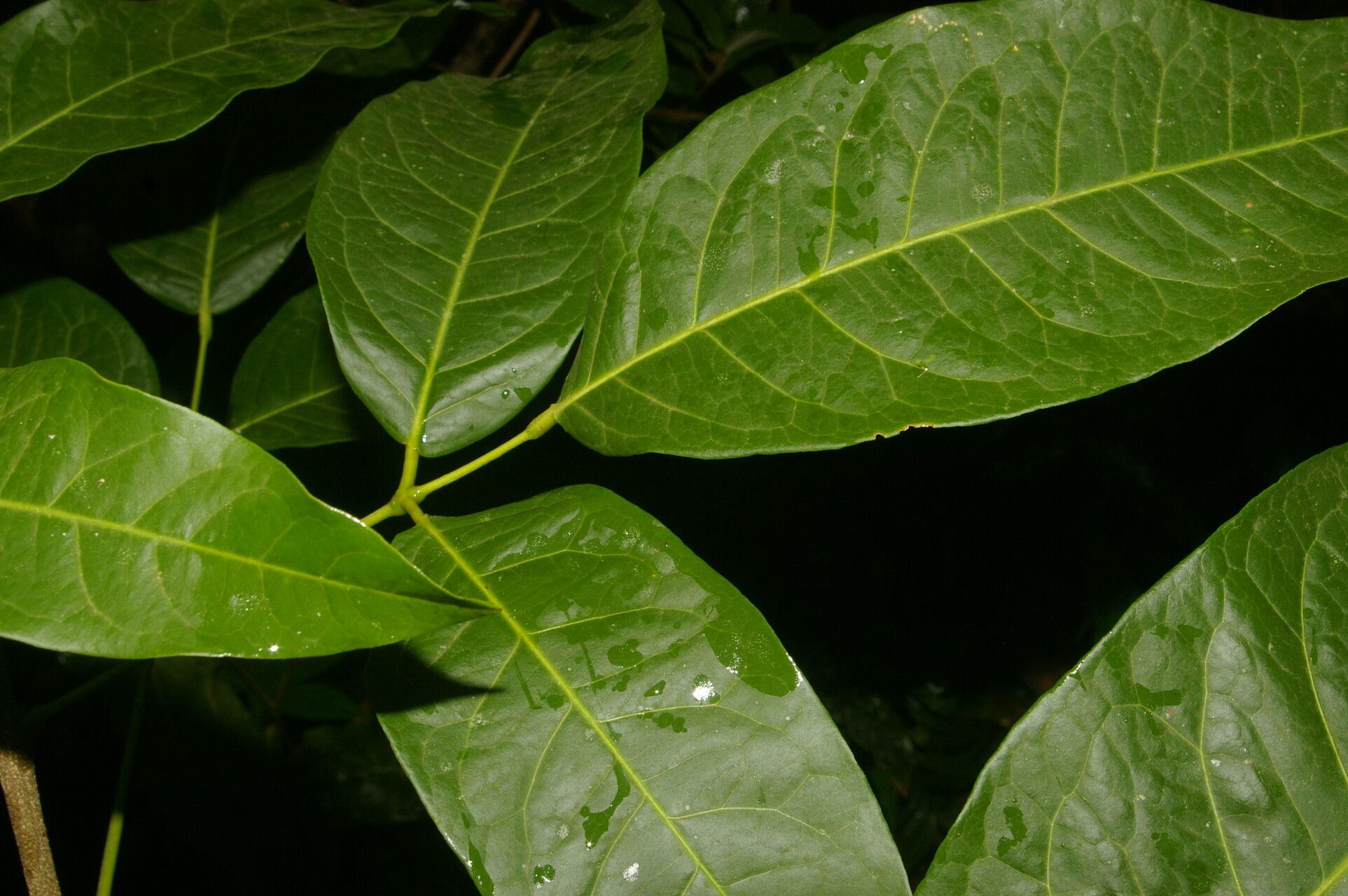 Amyris brenesii leaf