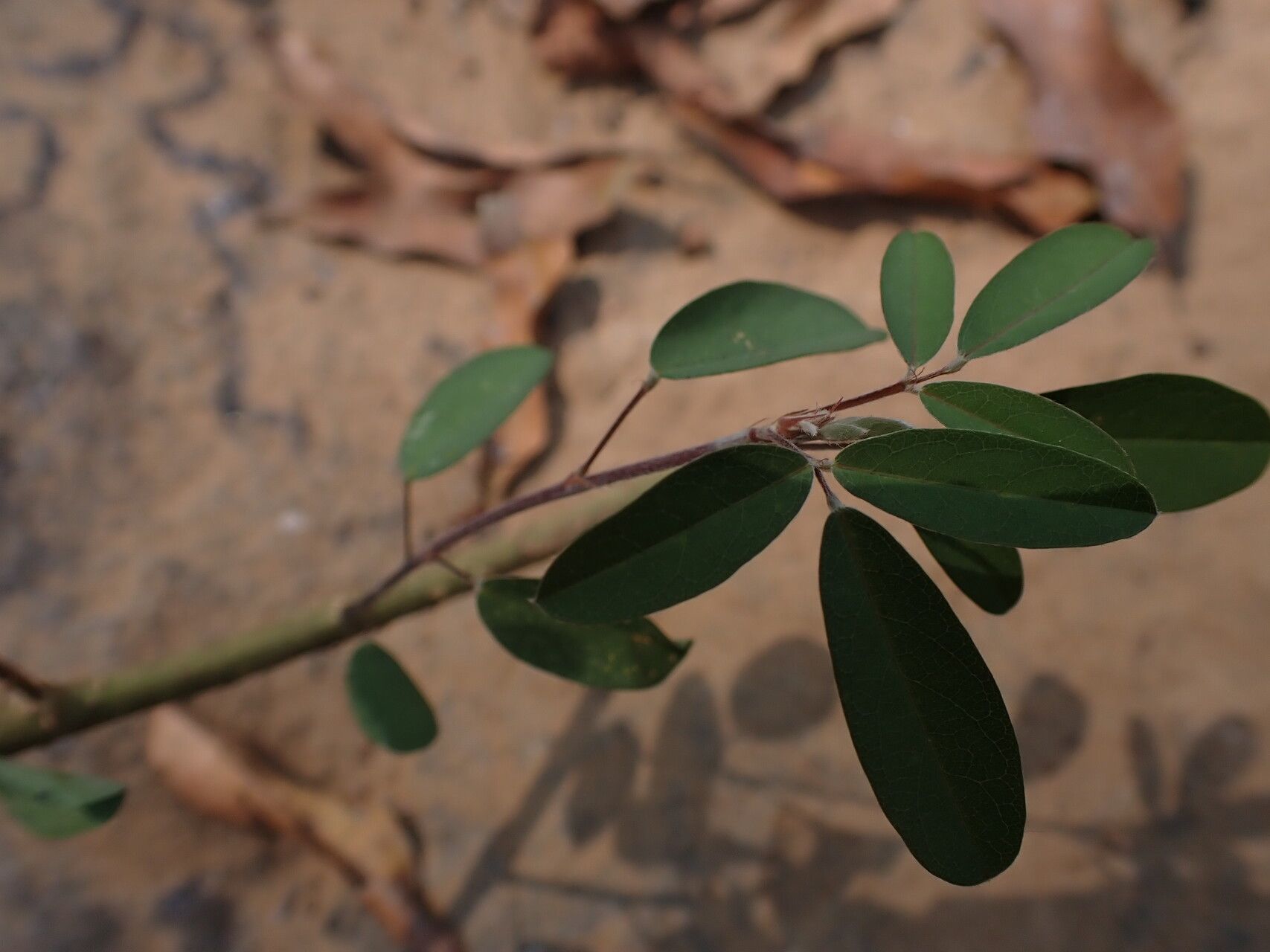 Grona ramosissima — houseplant care guide