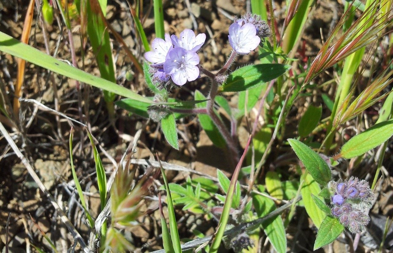 Phacelia breweri habit