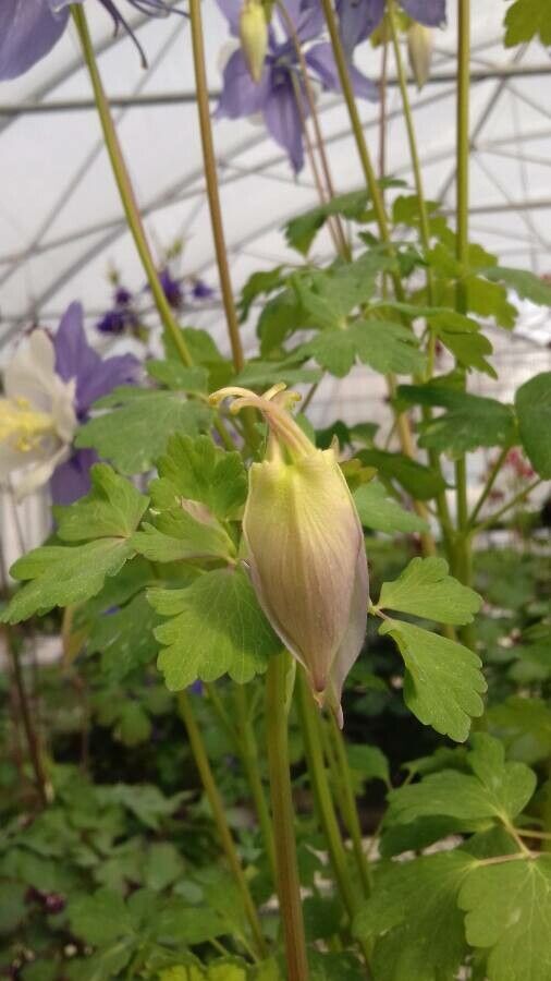 Aquilegia saximontana other