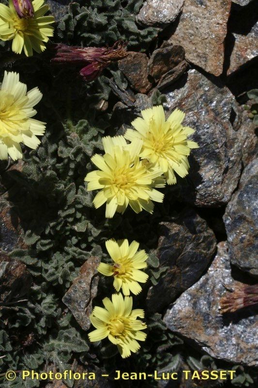 Leontodon boryi — related species from the same genus