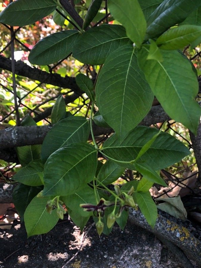 Periploca graeca — search result for 'Apocynaceae'
