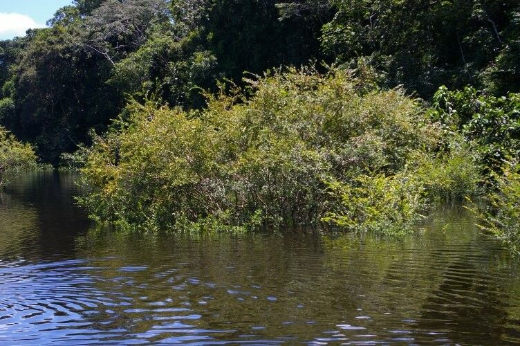 Eugenia inundata habit