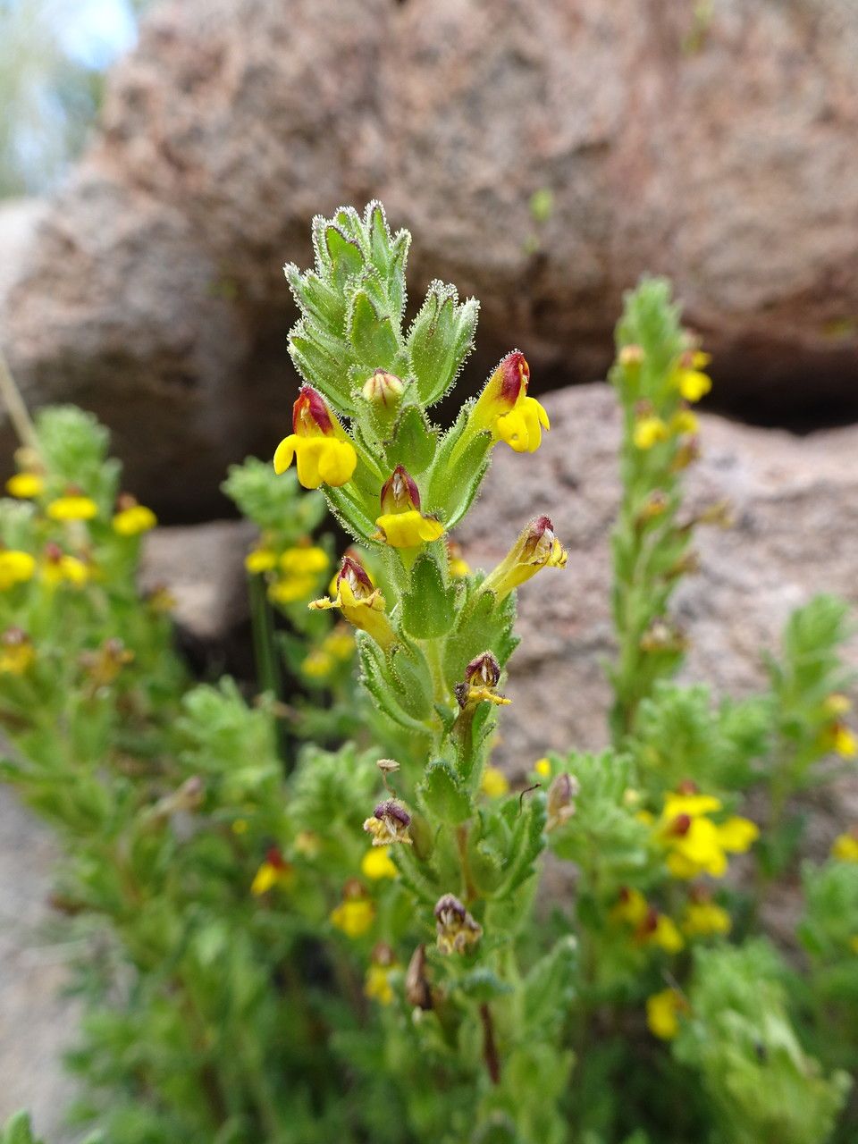 Bartsia peruviana flower