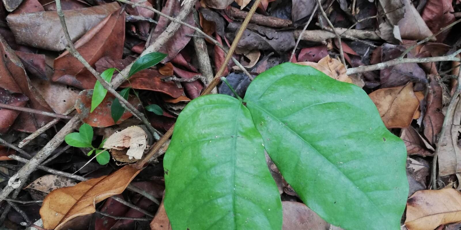 Guibourtia demeusei leaf